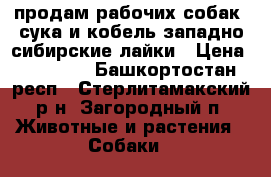 продам рабочих собак  сука и кобель западно сибирские лайки › Цена ­ 10 000 - Башкортостан респ., Стерлитамакский р-н, Загородный п. Животные и растения » Собаки   